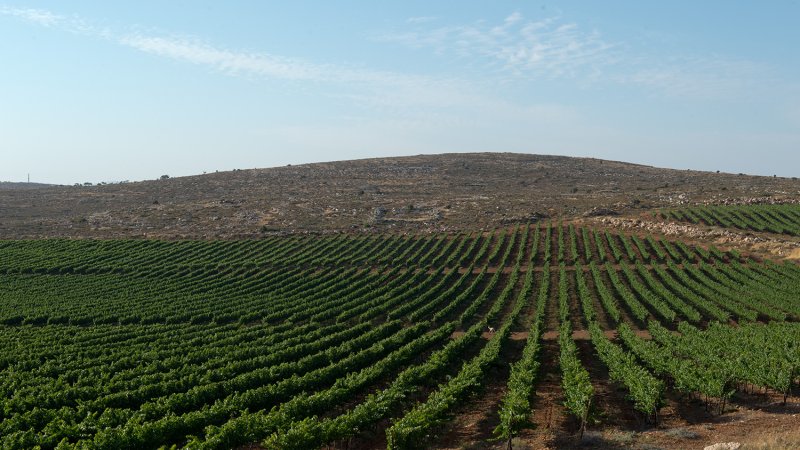 כרמים במטה יהודה, צילום: שחר כהן