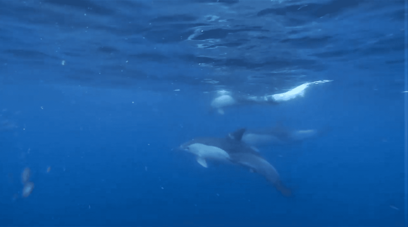 דולפין מצוי מול חופי אשקלון. צילום: גיא לויאן ואביתר בן אבי, רשות הטבע והגנים