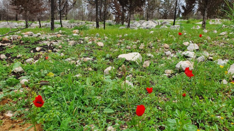 פארק שוהם. צילום: ספיר פרץ זילברמן