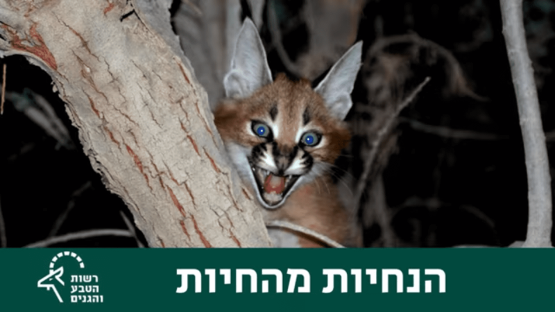 צילום: רשות הטבע והגנים