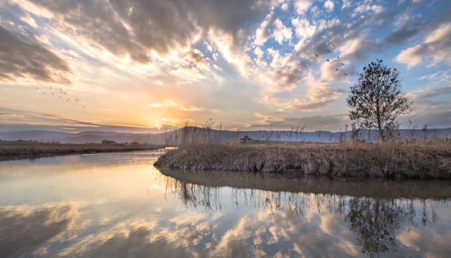 אגמון החולה. צילום: shutterstock