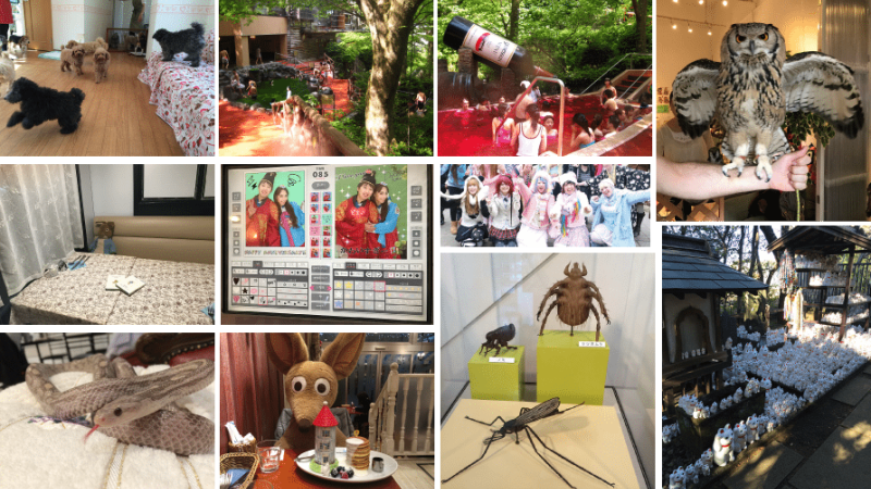 הבילויים הביזאריים בטוקיו. צילומים: אמילי טומיאמה|בית קפה ינשופים|בית קפה כלבים|מרכז הנחשים|הרג'וקו סטייל|מסעדת מומין|מסעדת מומין|מוזיאון ה?