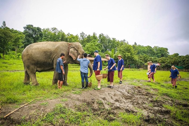 שמורת הפילים בצפון תאילנד. צילומים: גיא יחיאלי - יח"צ|חוות הבריאות והספא טאו גרדן|חוף טאן סאדט באי קופנגן|כרכרות הסוסים בעיר למפאנג|טיול אופנ?