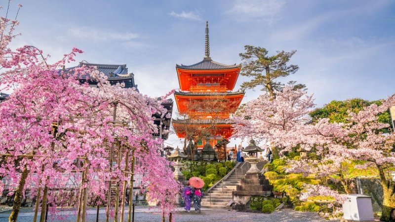 Kiyomizu-dera Temple and cherry blossom season (Sakura) spring time in Kyoto, Japan