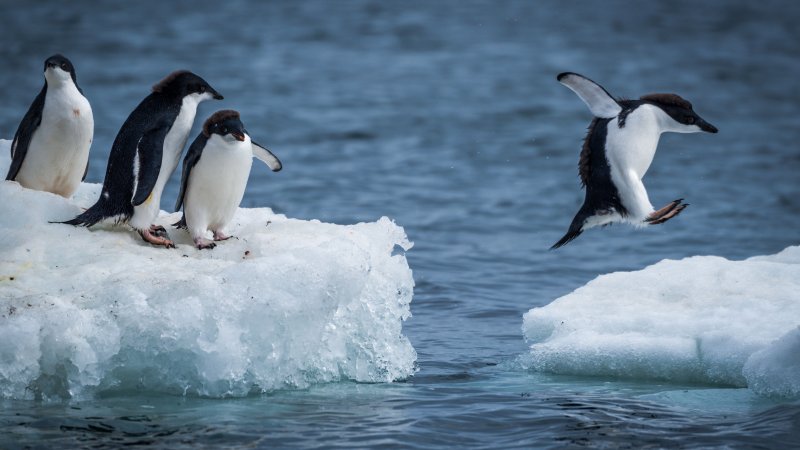 Antarctica. Photo: 123rf