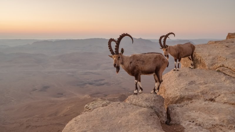 צילום: shutterstock