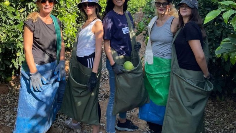 עובדי ג'יימס ריצ'רדסון מתנדבים בקטיף. צילום: יח"צ