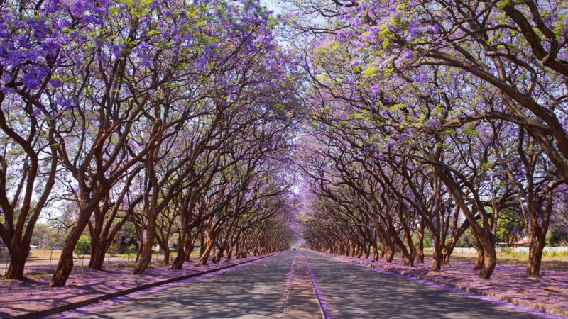 Milton Avenue in Harare, Zimbabwe. צילום: Shutterstock