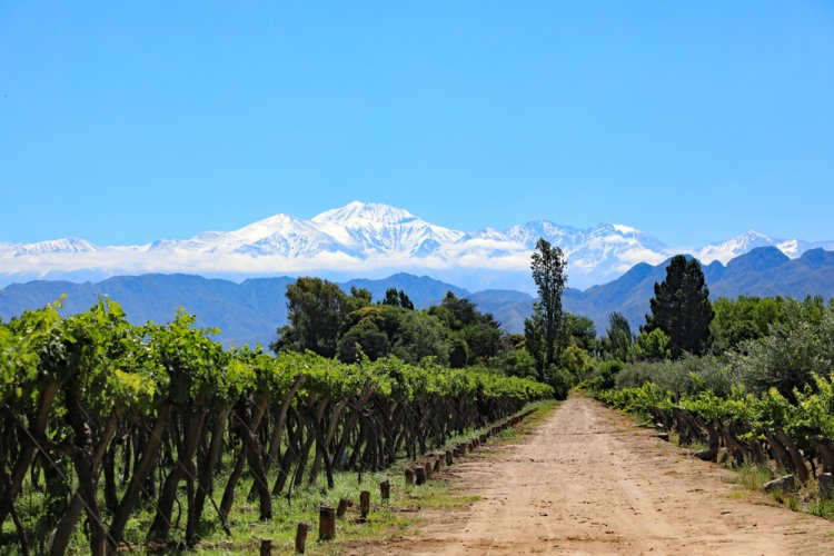 מנדוזה, הלב הפועם של תעשיית היין הארגנטינאית. צילום: Shutterstock