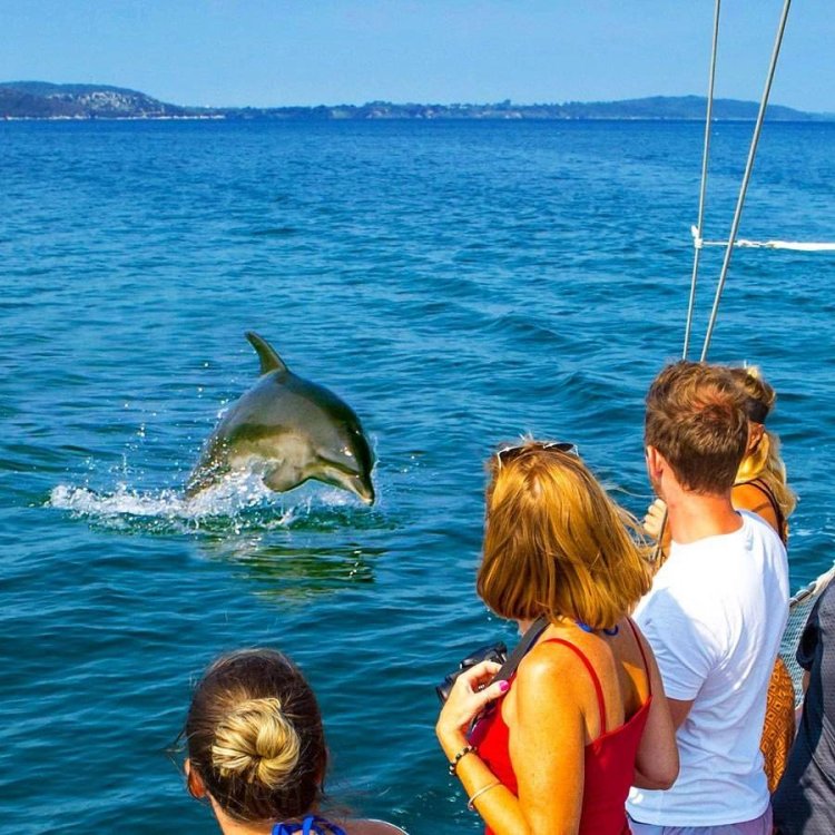 דולפינים בפרבזה. צילום: יחצ