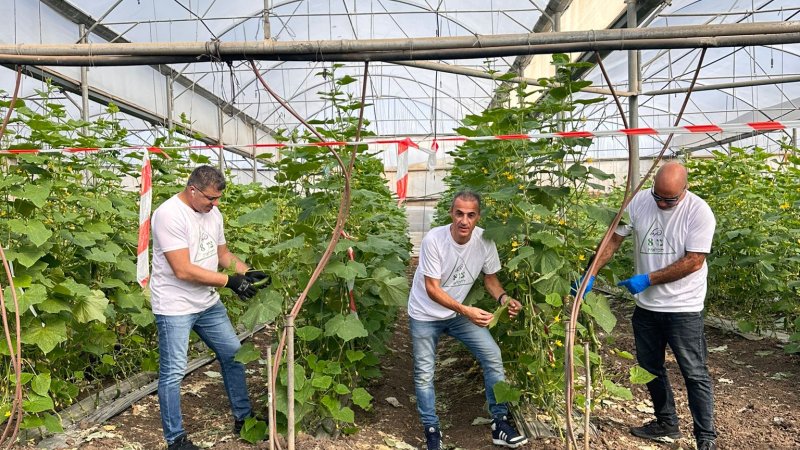 הקטיף של פתאל (צילום: באדיבות רשת מלונות פתאל)