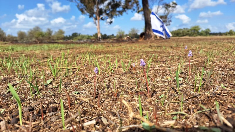 פריחה ברעים (צילום: עמיר בלבן)