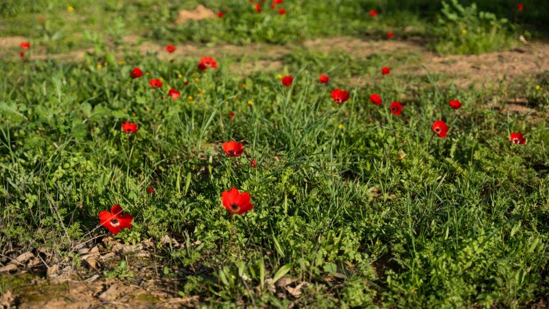 צילום: פוניה