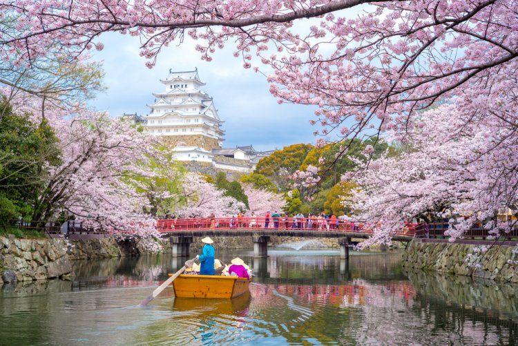 פריחת הדובדבן על רקע Himeji Castle. צילום: shutterstock