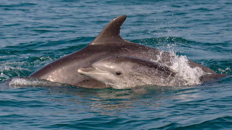 הדולפינים שנצפו מול חופי יפו (צילום: גיא לויאן, רשות הטבע והגנים)