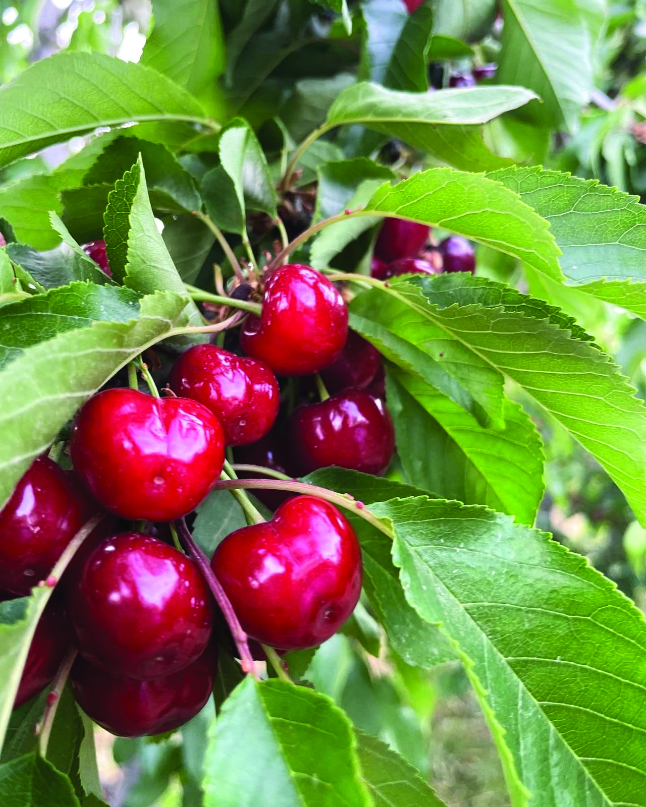 צילום: משק מלול