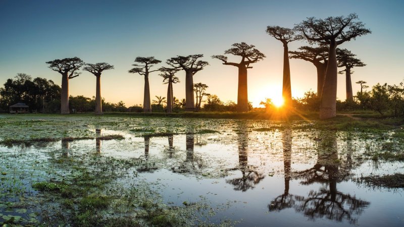 מדגסקר (צילום: Emirates)