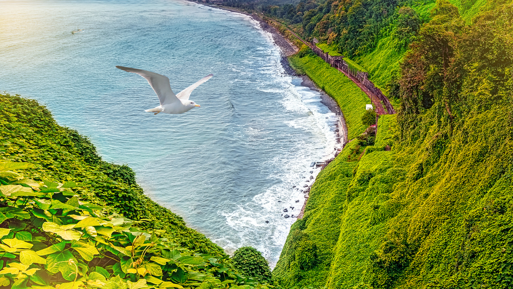 Photo: Shutterstock/Batumi Botanical Garden