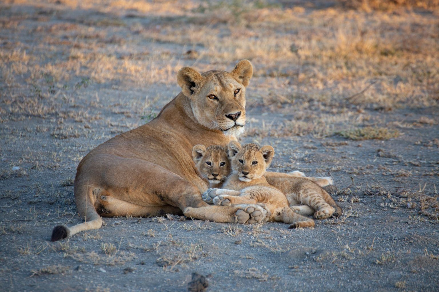 צילום:  African Safaris