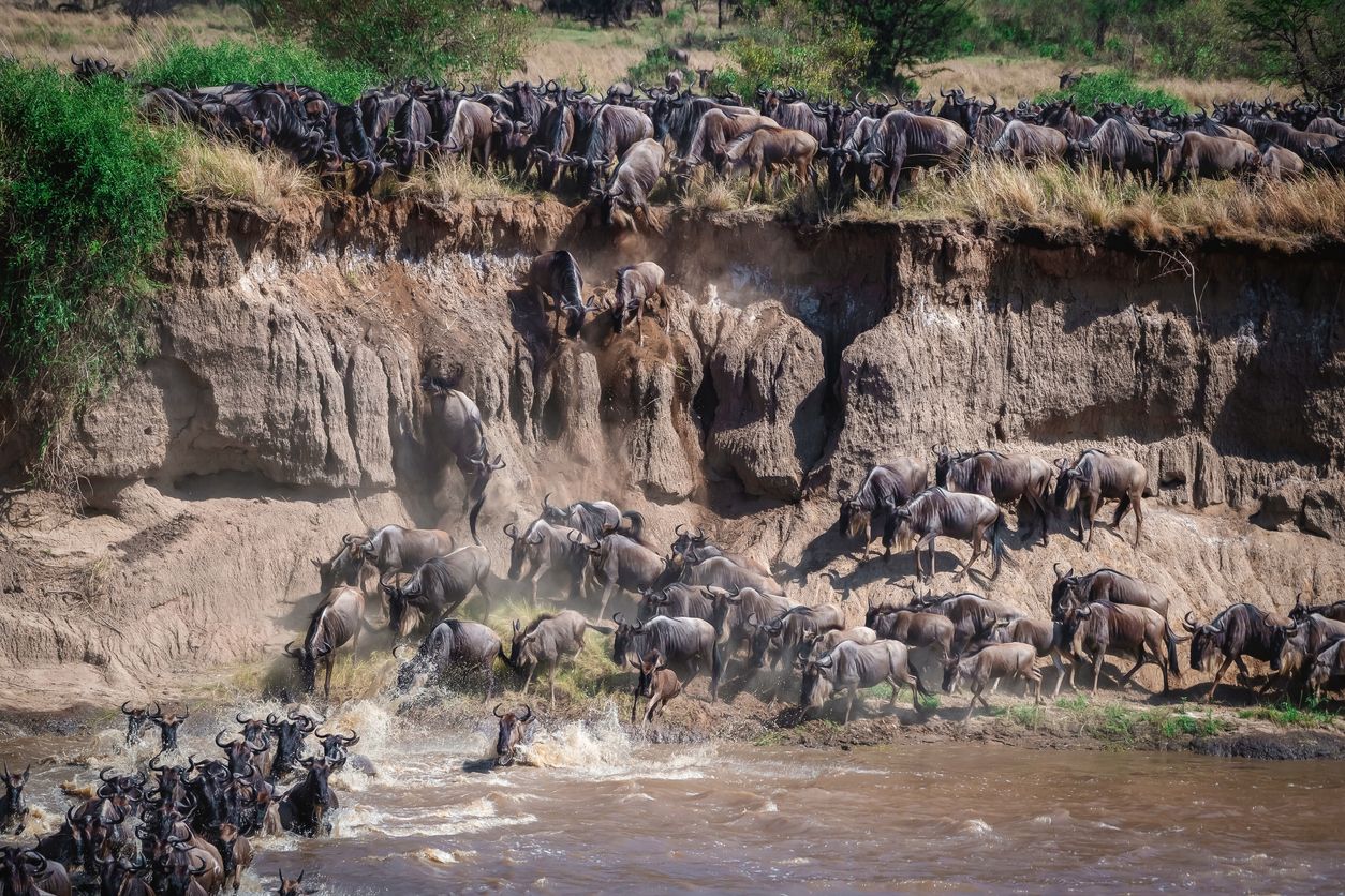 צילום:  African Safaris