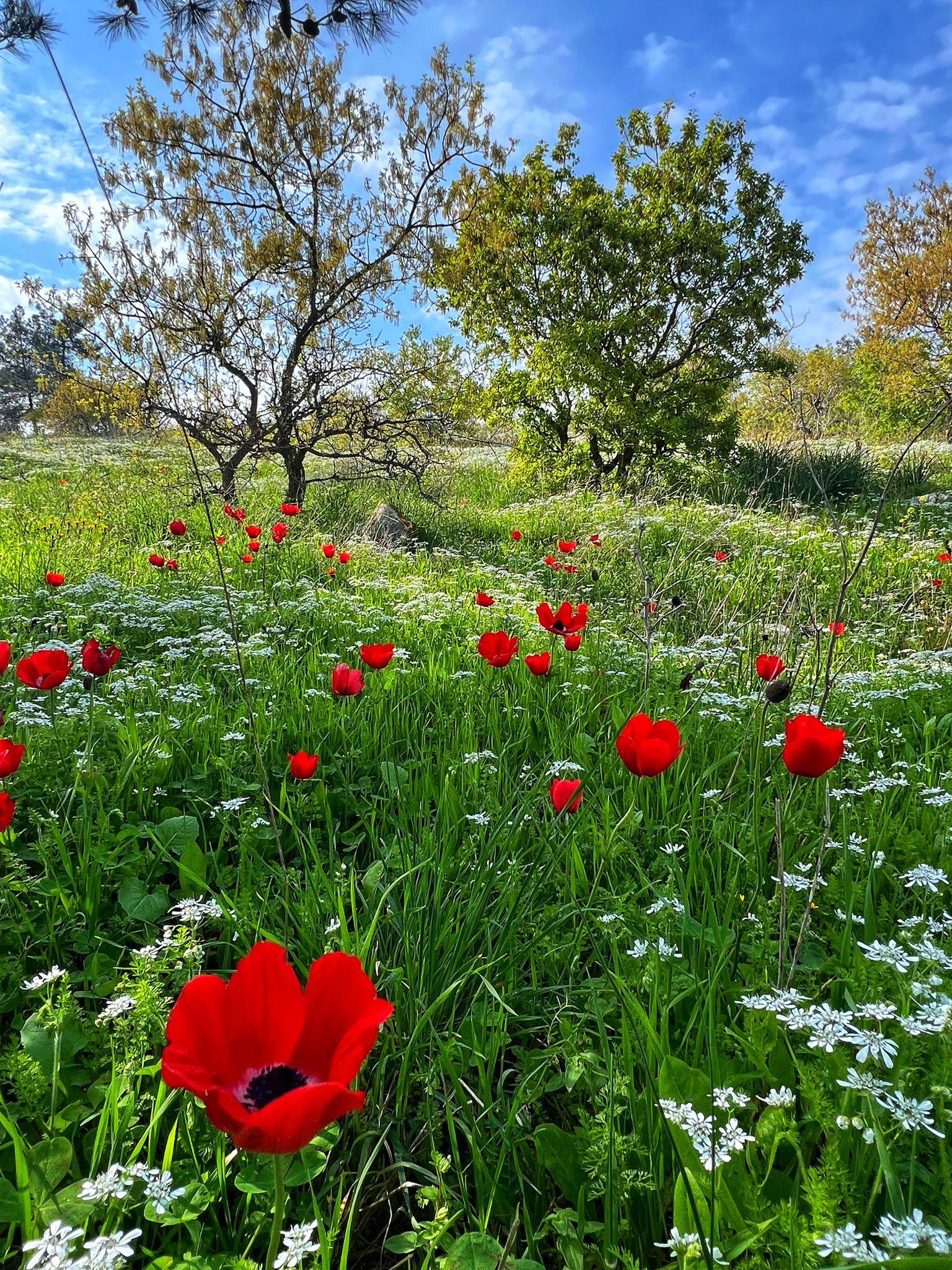 צילום: בן פרשיץ