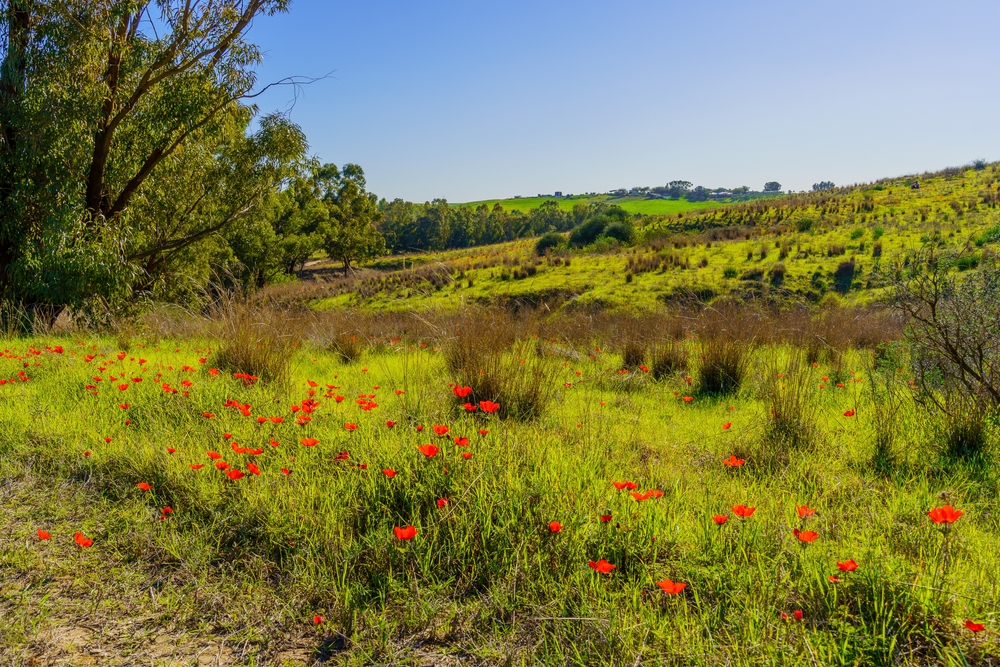 צילום: Shutterstock